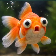 GoldFish